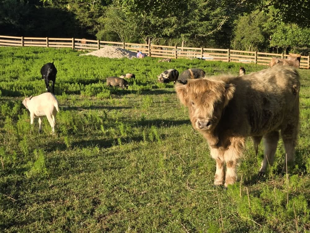 Steele Meadow Farm Experience