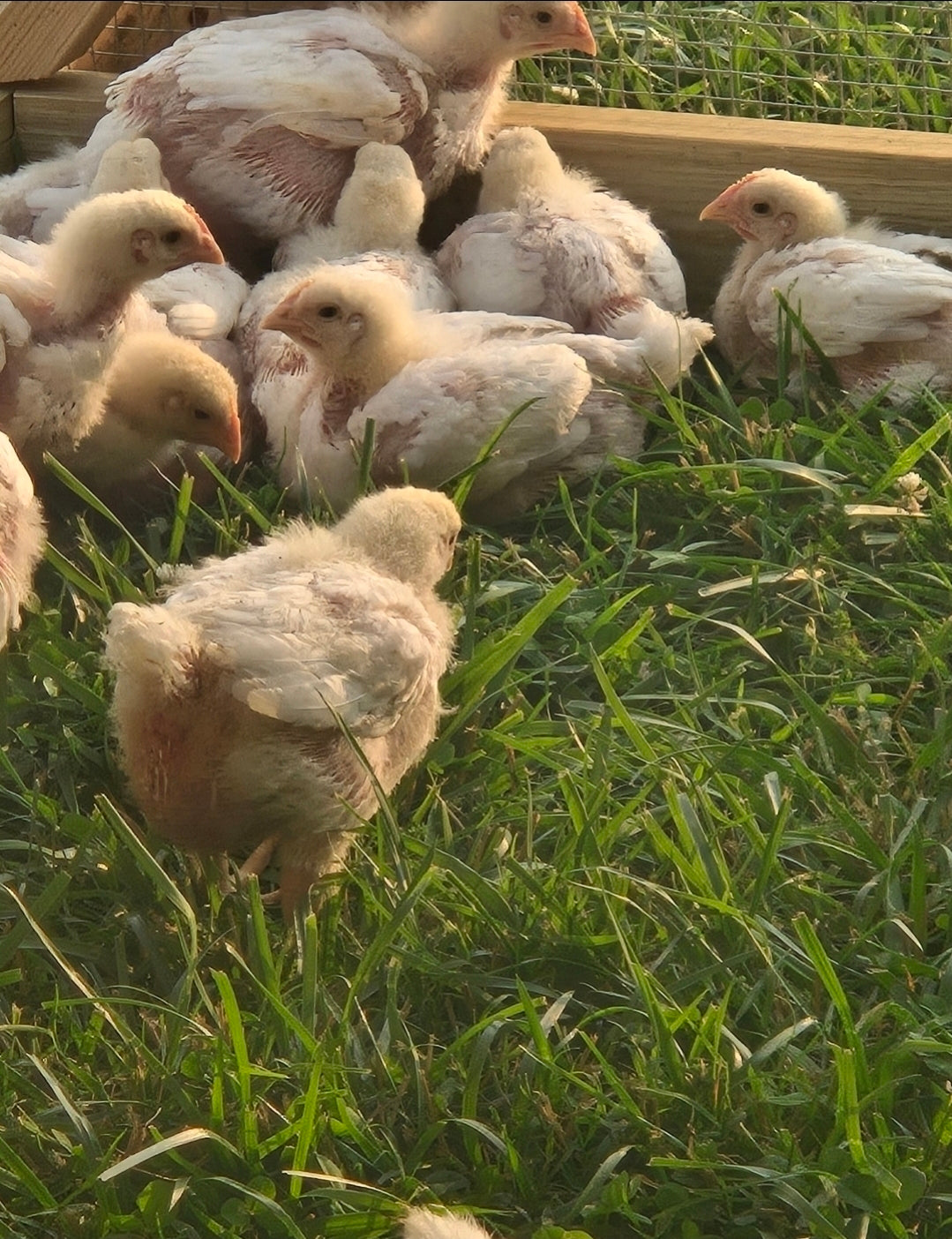 Organic, free range pasture raised chicken breast