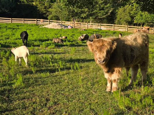 Steele Meadow Farm Experience