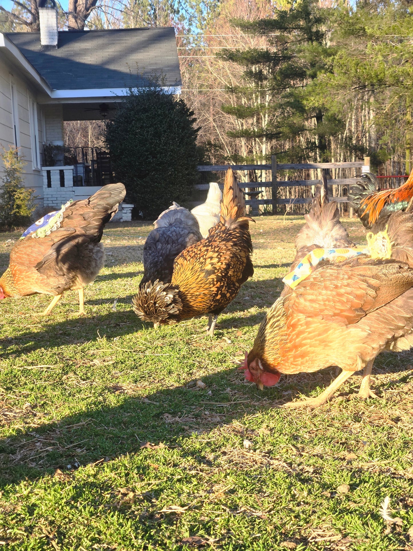 Fresh chicken eggs (dozen)